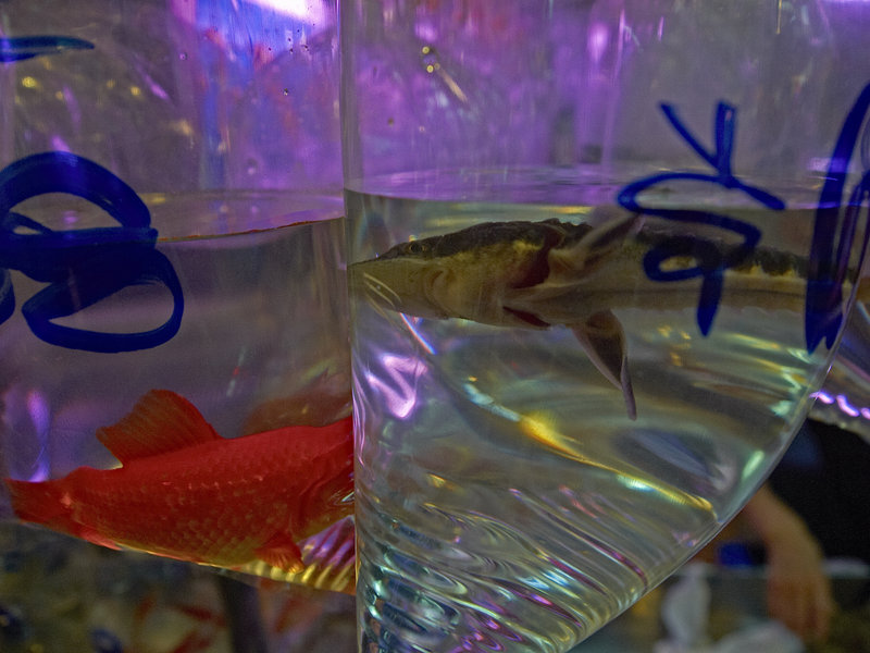 Kowloon, Shark,
      Gold Fish